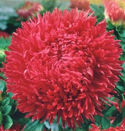 Stanislaw (1 gr) seminte Ochiul Boului Paeony inalt, flori foarte mari batute, rosii, Toraf