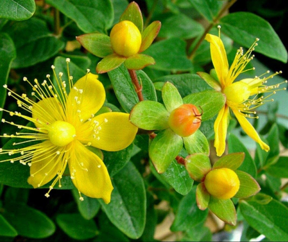 Sunatoare Medicinala (500 seminte) de planta perena sunatoare, Agrosem