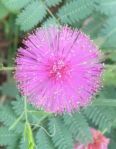 Touch Me Not (45 seminte) Mimosa pudica frunze senzitive, flori roz, Seklos