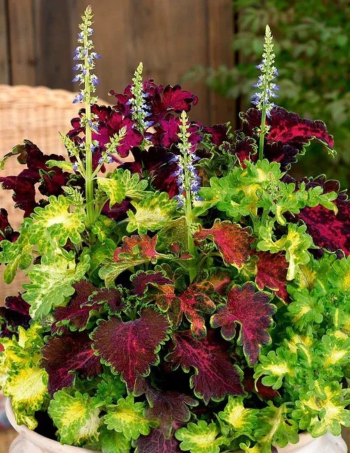Urzicuta decorativa Koleus Rokoko (0.02 gr) seminte urzicuta cu frunze ondulate viu colorate, Legutko