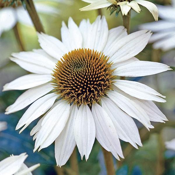White Swan (0.2 gr) seminte Echinacea purpurea, flori albe cu centrul maroniu, proprietati medicinale, Toraf