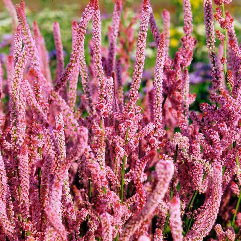 Zatrwian Suworowa - Saraturica (0.1 gr) seminte Limonium suworowii, flori roz-caramizii perfecte pentru uscat, Toraf