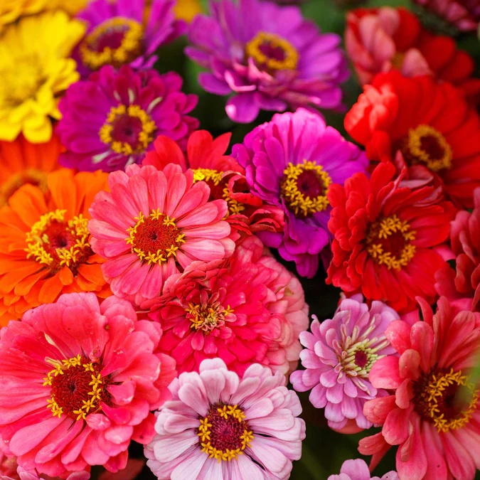 Zinnia Pumila (100 seminte) Carciumarese flori mari semiduble, culori mixte, inflorire abundenta, Seklos