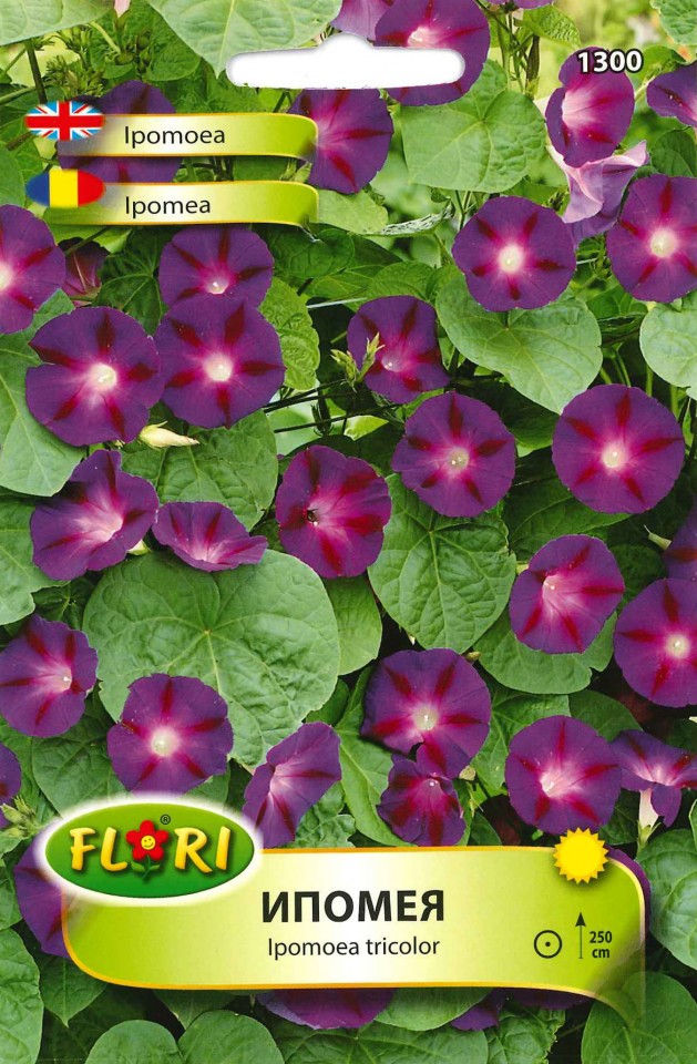 Zorele albastre-violet Ipomeea (750 seminte), zorele albastru-violet, Florian