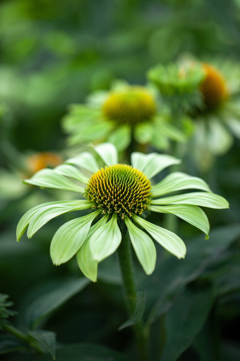 Alan's Pride (15 seminte) Echinacea perena, flori melifere culoare deosebita, verde-lime, Seklos