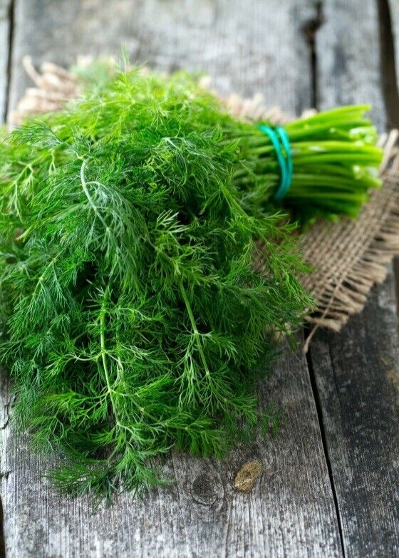 Ambrozja (100 gr) seminte marar semi-timpuriu, unul dintre cele mai aromate soiuri, Toraf