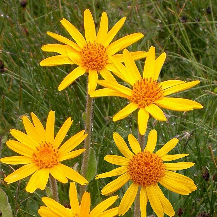 Arnica (40 seminte) Mountain Arnica - Arnica montana, planta medicinala pentru dureri musculare, Saflax