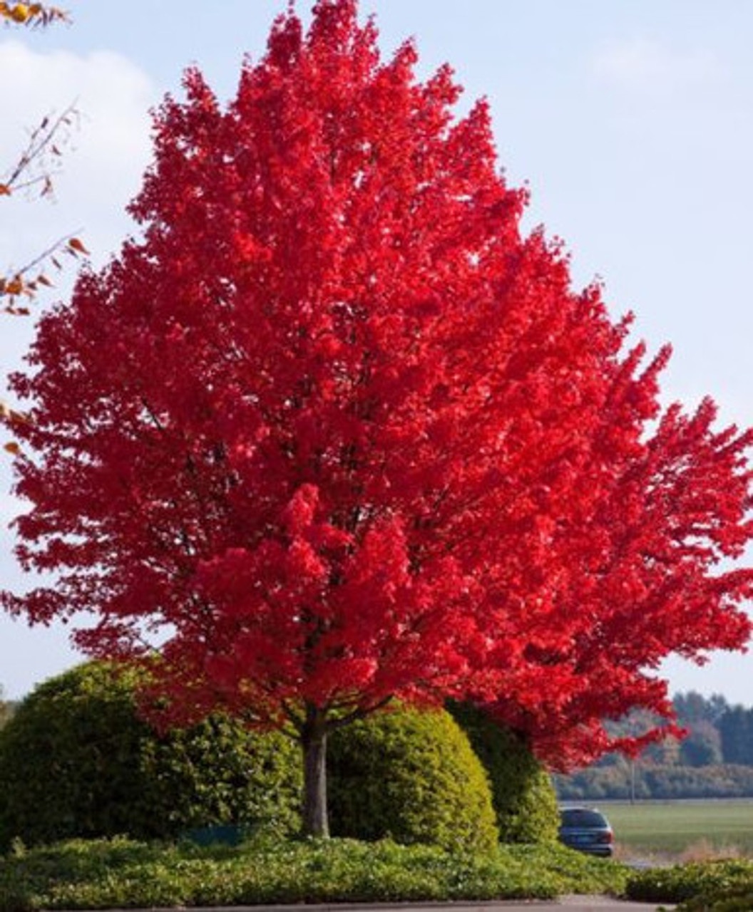 Artar Rosu (20 seminte) Red Maple - Acer rubrum, arbore decorativ deosebit de colorat, Saflax