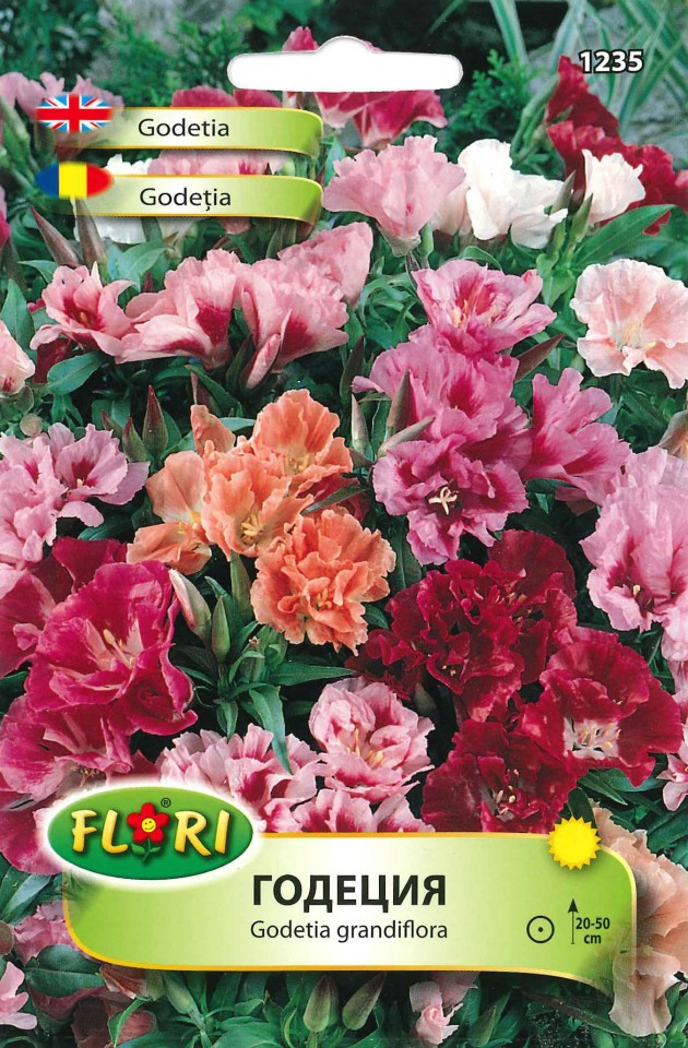 Azalee de Gradina (900 seminte) flori Godetia grandiflora, Clarkia, Florian