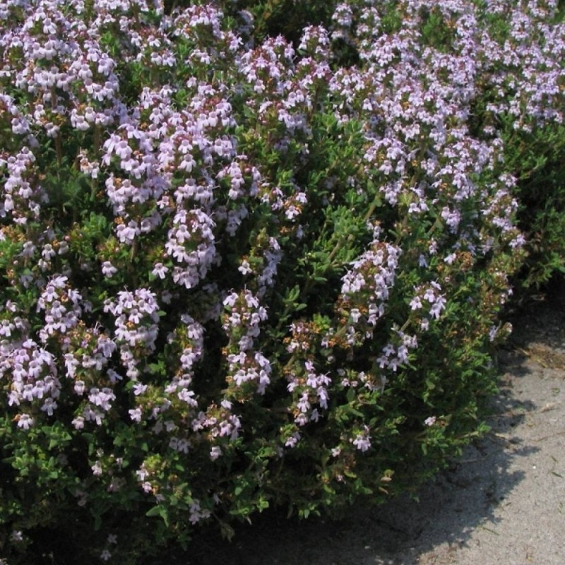 Bee Happy Cimbru de camp sau Lamaioara (Thymus vulgaris) 0.3 gr de seminte de Cimbru de camp, Laktofol