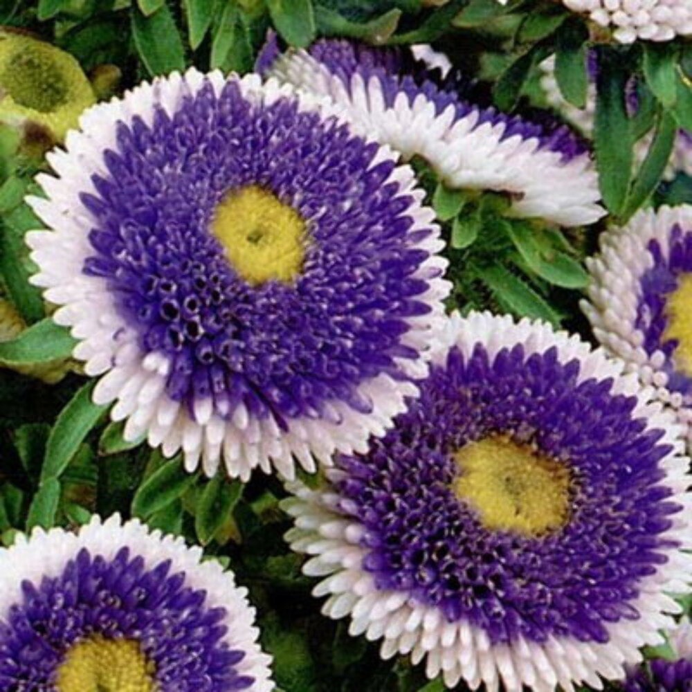 Blue Moon (0,5 gr) seminte Ochiul Boului pompon albastru-violet cu margini albe, Toraf