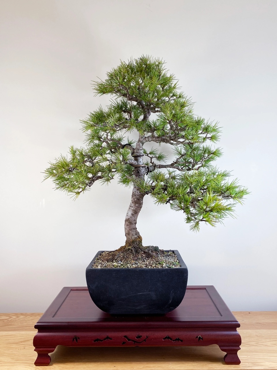 Bonsai Cedru de Himalaya (35 seminte) Indian Cedar - Cedrus deodara, conifer cu ace verzi-albastrui si conuri extrem de decorative, Saflax