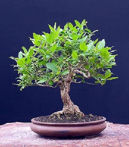 Bonsai Dud Alb (200 seminte) Bonsai White Mulberry - Morus alba, pom fructifer si decorativ, usor de ingrijit, Saflax