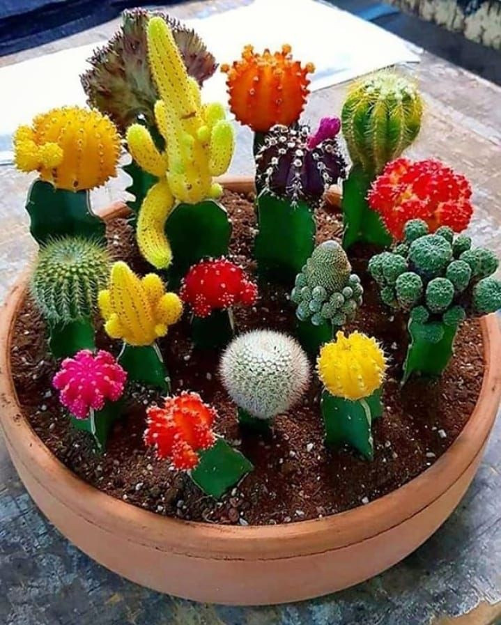 Cactus mix (0.05 gr) seminte de cactusi mici, de forme si marimi diferite, Agrosem