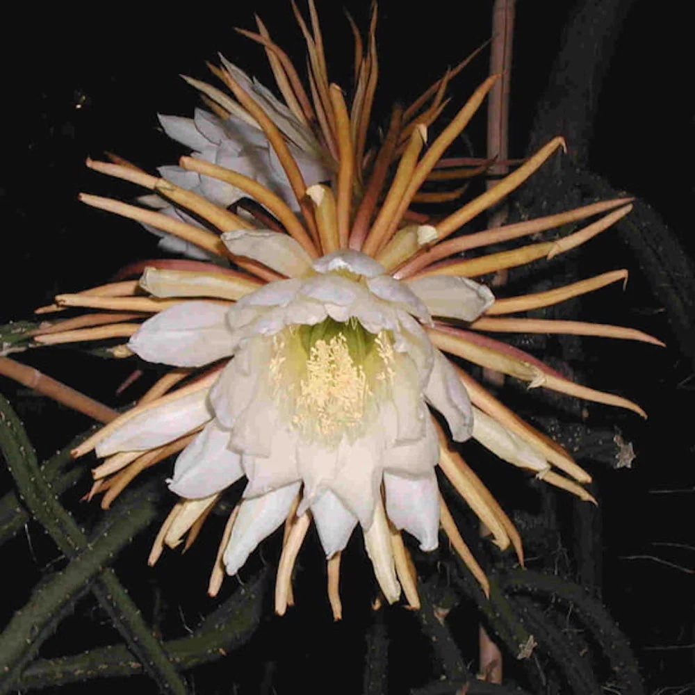 Cactus Regina Noptii (40 seminte) Queen of the Night - Selenicerus grandiflorus, flori mari, parfum de vanilie, Saflax