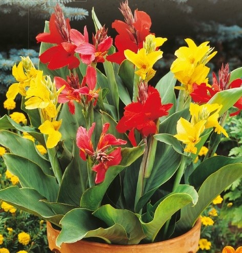 Canna indica mix (1 gr) seminte Canna perena, amestec de culori, Toraf