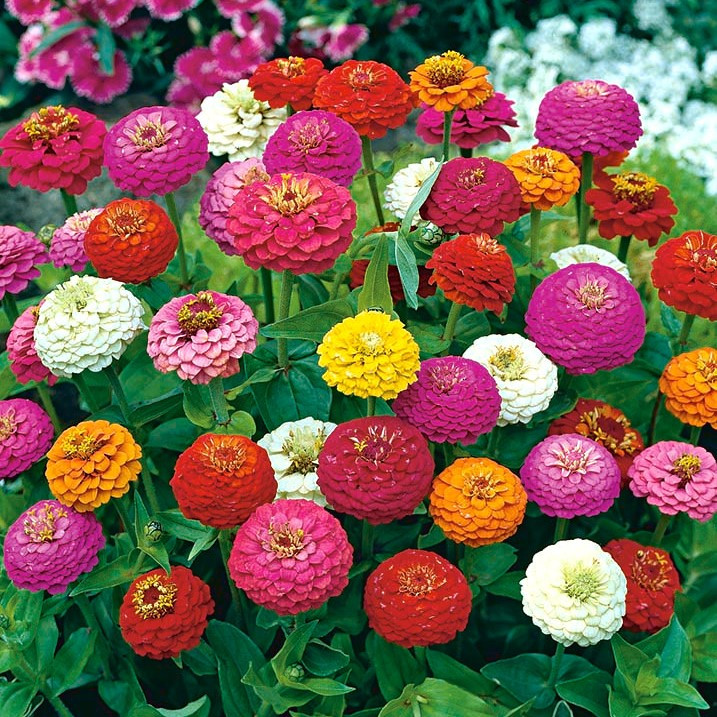 Carciumarese elegans Lilliput mix (2 gr) flori carciumarese diverse culori, Kertimag