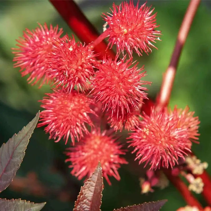 Castor Oil Plant (5 seminte) Ricin flori mici, exotice, rosii-caramizii, Seklos