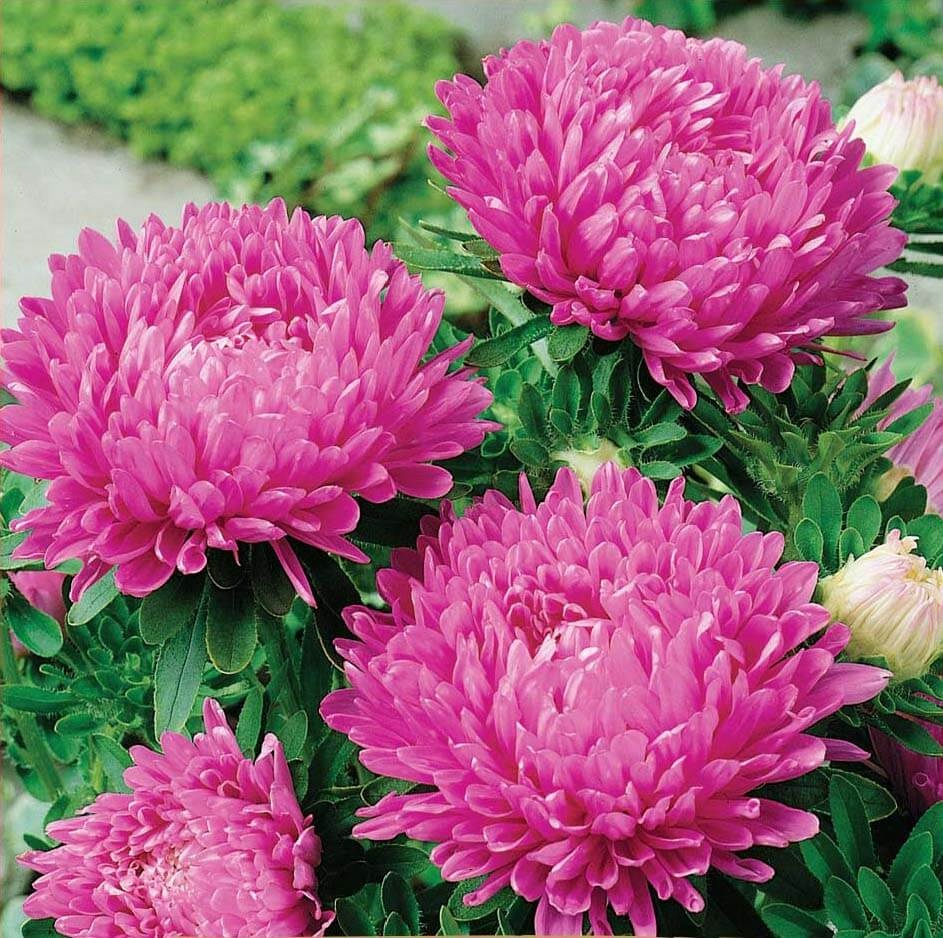China Aster Colour Carpet pink (220 seminte) Ochiul Boului pitic, flori roz, Seklos