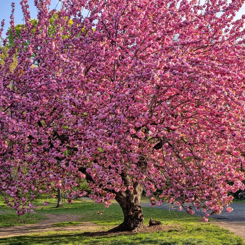 Cires Japonez (30 seminte) Wild Black Cherry - Prunus serrulata, inflorire abundenta cu flori batute, roz, Saflax