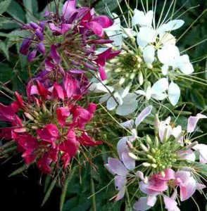 Clema Cleopatrei - Seminte Flori Cleome Spinosa de la Florian