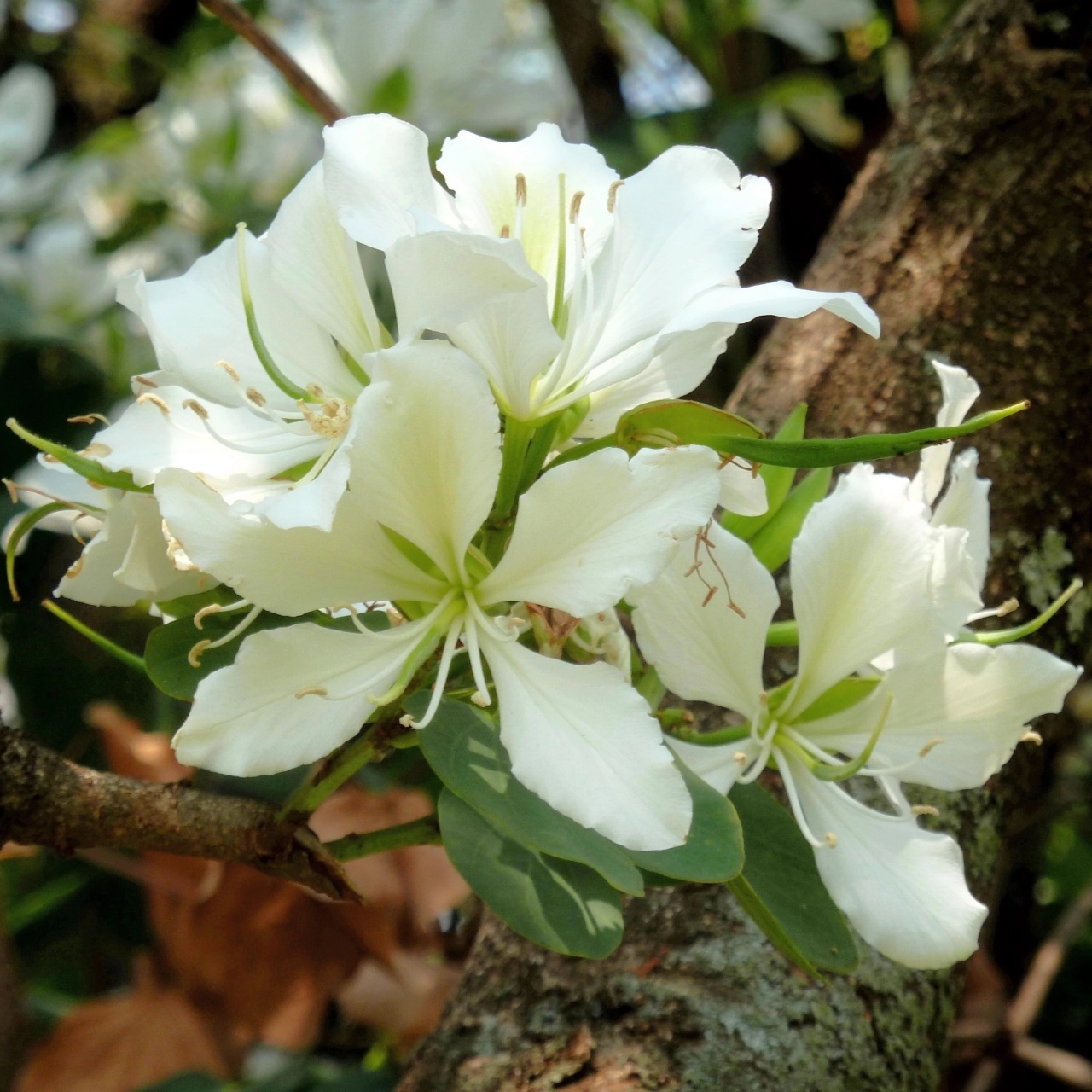 Copacul Orhidee alba (5 seminte) White Orchid Tree - Bauhinia variegata candida, flori superbe albe, parfumate, Saflax