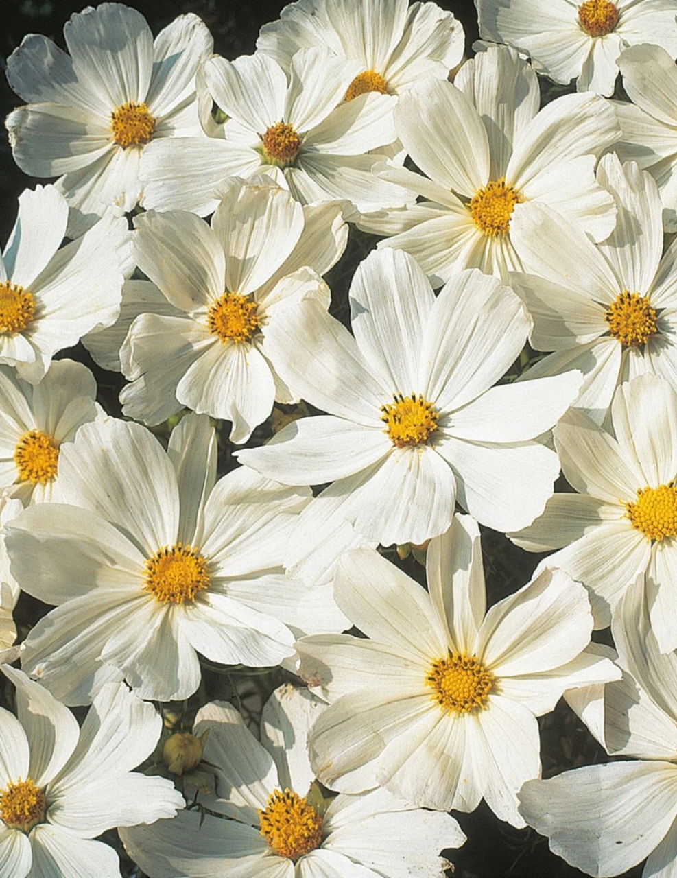 Cosmos Sensation Purity (1 gr) seminte Cosmos cu petale albe si centru galben, Legutko