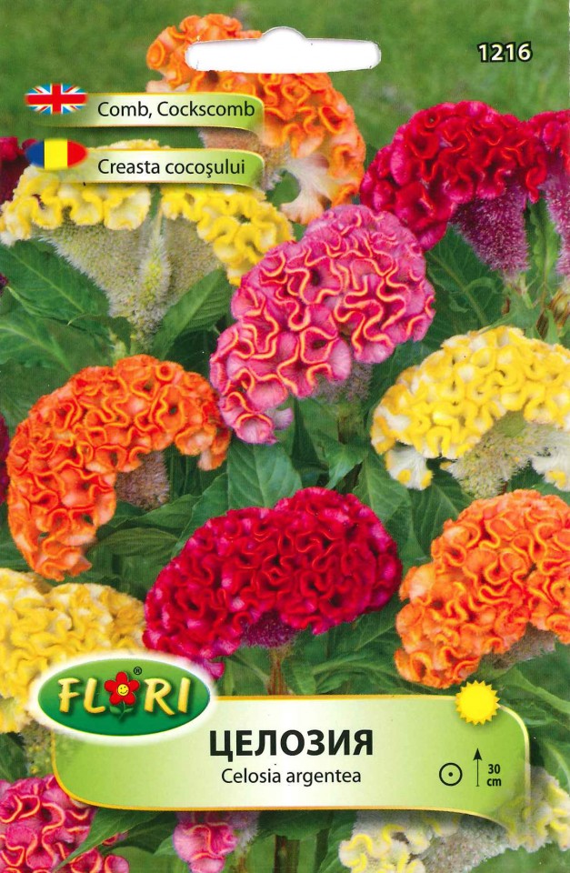 Creasta Cocosului 2 - Seminte Flori Creasta Cocosului de la Florian