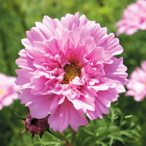 Double Dutch Rose (0,3 gr) seminte Cosmos, planta anuala flori batute, inflorire abundenta, Seklos