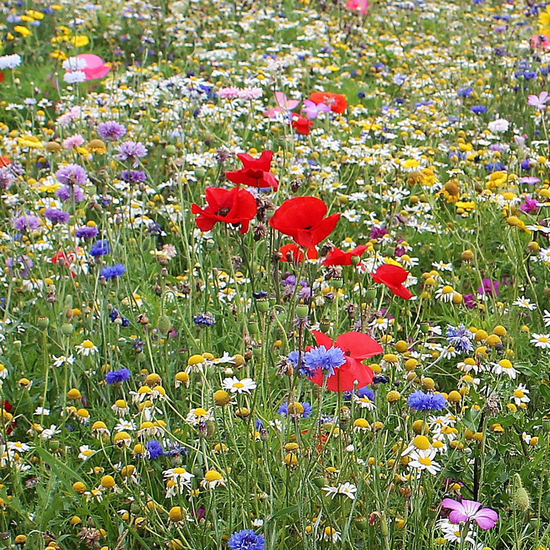 Fallow Flowers (45 gr), seminte mix flori salbatice si iarba, Seklos