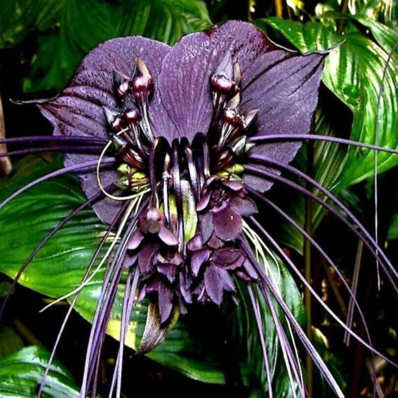 Floarea Liliac (10 seminte) Black Bat Flower - Tacca chantrieri, flori mari violet-maronii, aspect interesant, Saflax