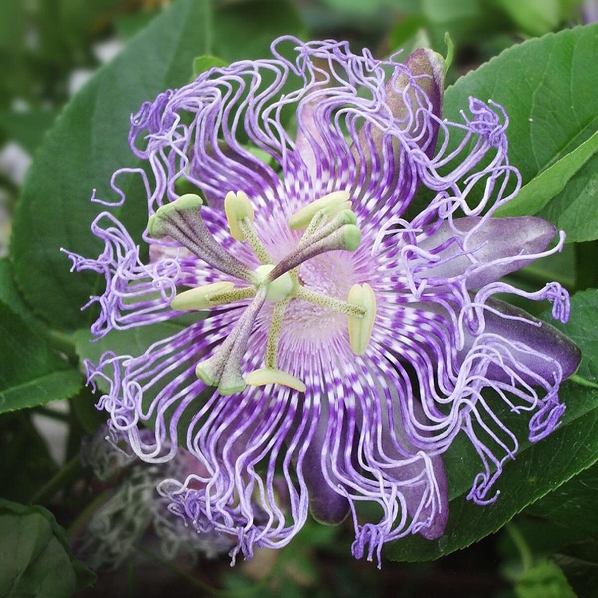 Floarea Pasiunii medicinala (5 seminte) Wild Passion Flower - Passiflora Incarnata, planta medicinala pentru calmare si somn odihnitor, Saflax