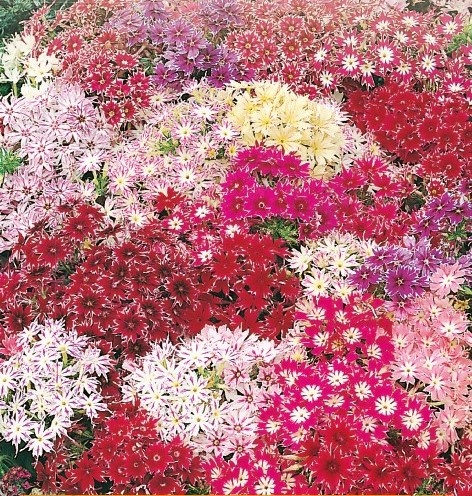 Floks mix (0,5 gr) seminte Phlox cu flori stelate, Toraf