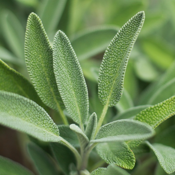 Garden Sage BIO (100 seminte) salvie de gradina BIO perena, medicinala, melifera, Seklos