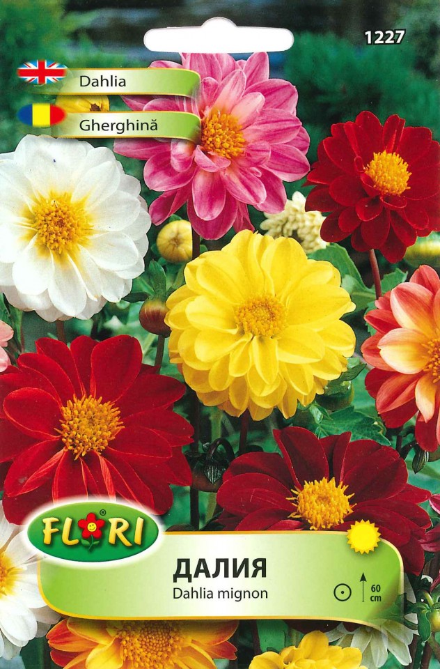Gherghina Mix - Seminte Flori Gherghina de la Florian
