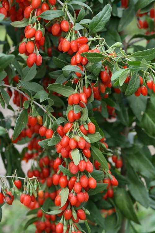 Goji Berry (40 seminte) arbust peren rezistent la seceta, fructe aromate, Florian