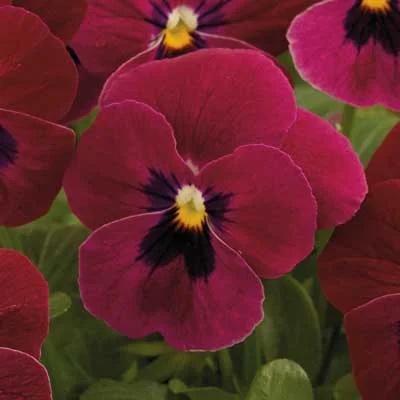 Karma H Rose Blotch (20 seminte) panselute hibrid flori mari, culoare intensa, inflorire indelungata, Sekluva