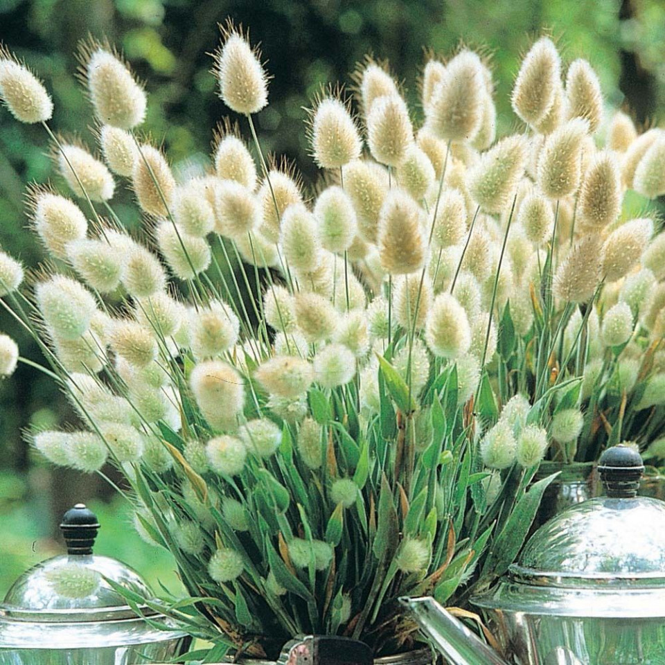 Lagurus Ovatus (450 seminte) flori iarba decorativa Coada Iepurelui Bonny Tail, Laktofol