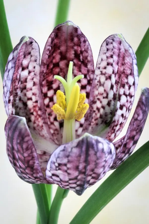 Lalea Pestrita (60 seminte) Schachbrettblume - Fritillaria Meleagris, flori extrem de atractive cu model in carouri, Saflax