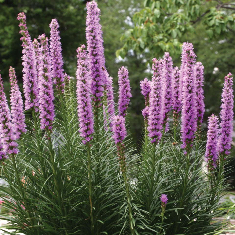 Liatris violet (0.2 gr) planta spic, flori mici, violet purpuriu, Agrosem