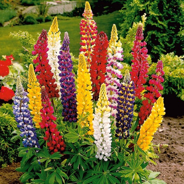 Lupin (Lupinus polyphyllus) 100 de seminte de lupin cu frunze mar, Bee Happy Laktofol