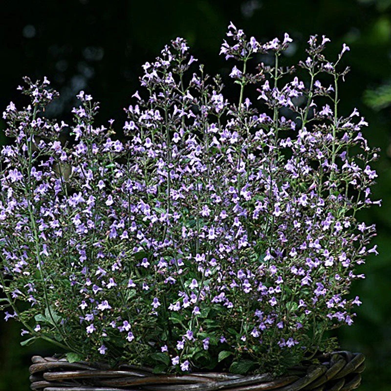 Marvelette Blue FSN (30 seminte) Calamint, Menta Mica, aromatica si decorativa, flori albastre, Seklos