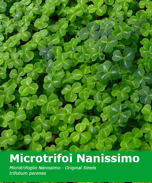 MicroTrifoi alb pitic Nanissimo (1 kg) Seminte de Trifoi Alb pitic de gradina, Prima Sementi