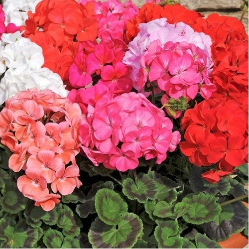 Muscate mix (0.05 gr) seminte muscate flori mari diverse culori, Legutko