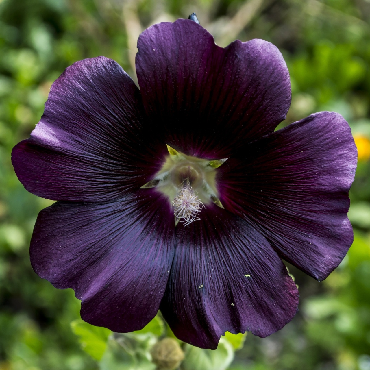 Nalba de Gradina Neagra (100 seminte) Black Hollyhock - Alcea Rosea Nigra, flori mari rosu inchis-negre, Saflax
