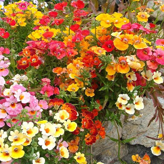 Nemesia strumosa - Macaleandru mix (0,3 g), seminte de planta anuala cu flori colorate in rosu, roz, galben, portocaliu, Opal