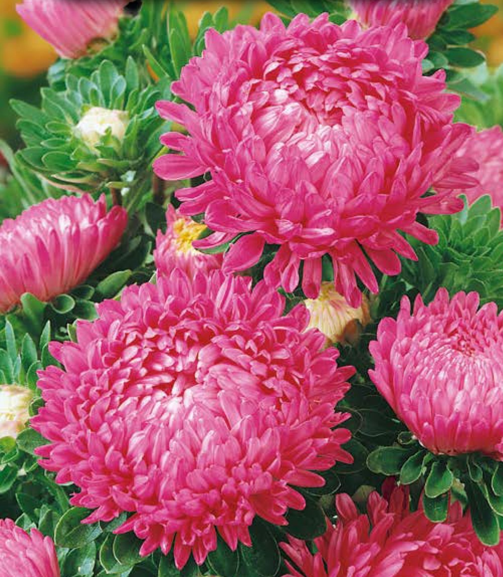 Ofelia (1 gr) seminte Ochiul Boului Paeony inalt, flori foarte mari batute, roz, Toraf