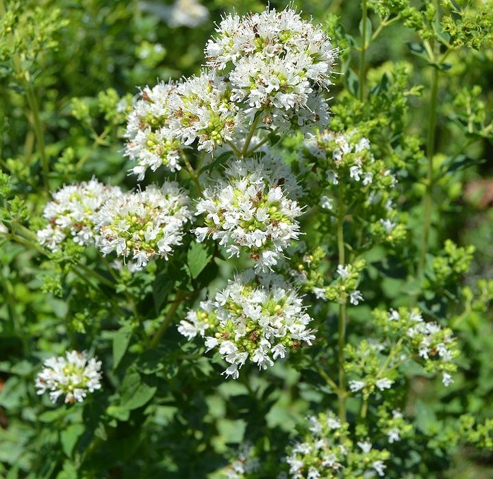 Oregano Greckie (0,1 gr) seminte Oregano Grecesc peren, foarte aromat, Toraf