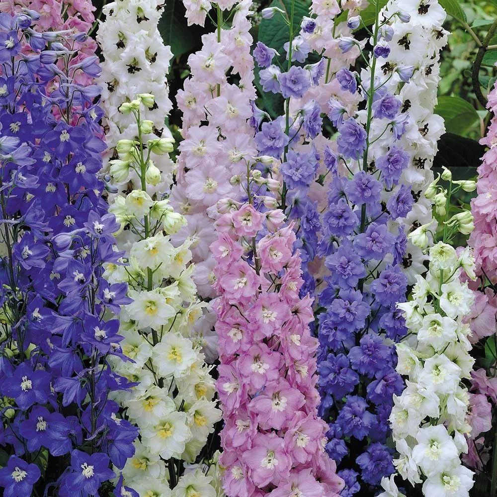 Pacific Delphinium (200 seminte) Nemtisori de gradina inalti, flori impresionante, mix de culori, Seklos