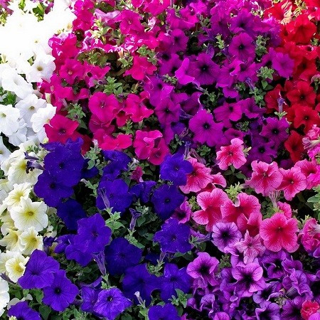 Petunie curgatoare mix (800 seminte), petunia planta anuala de flori curgatoare